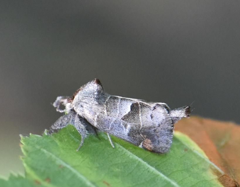 Clostera pigra - apró levélszövő