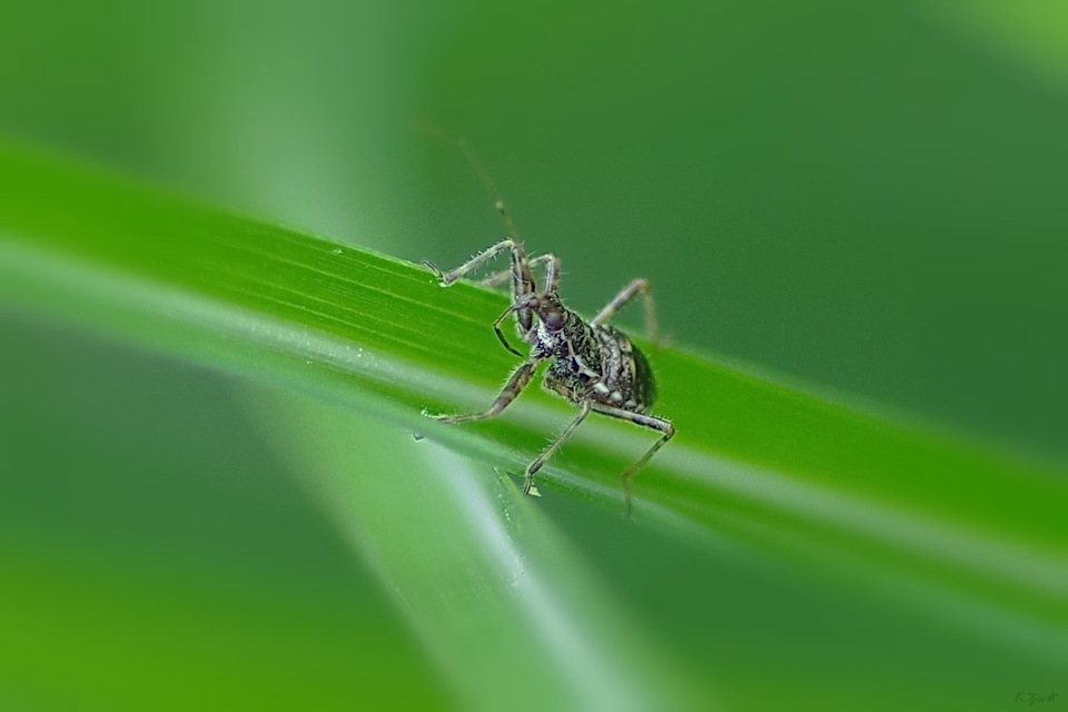Himacerus
