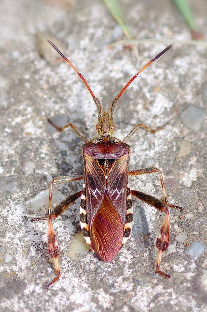 Leptoglossus occidentalis - nyugati levéllábú poloska