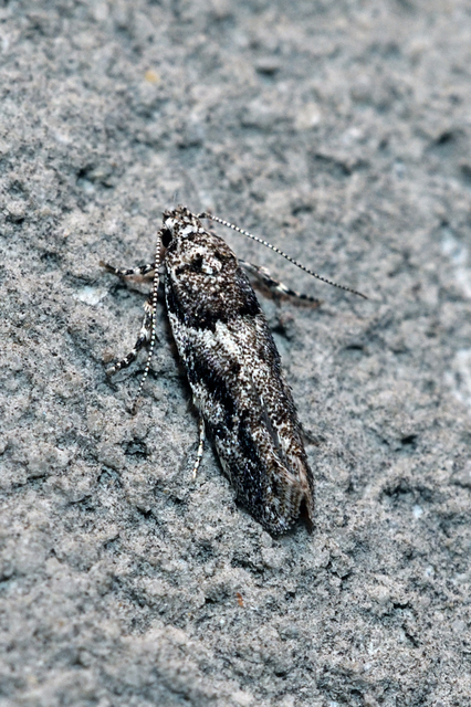 Recurvaria nanella - kis vörös-rügysodrómoly