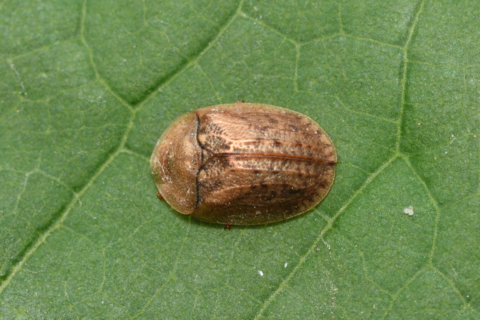 Hypocassida