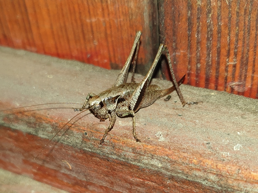 Pholidoptera griseoaptera - szürke avarszöcske