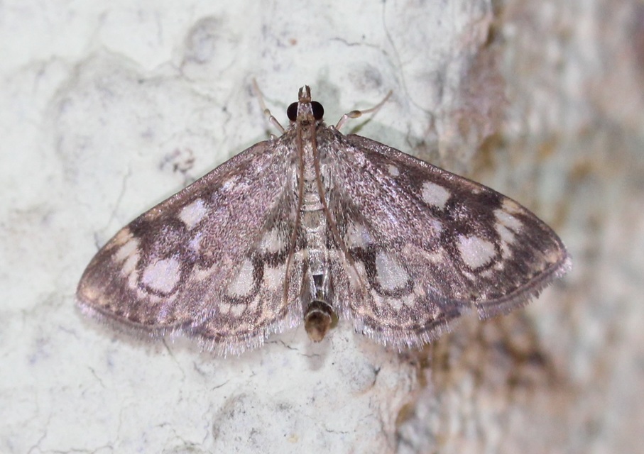 Anania coronata - koronás dudvamoly