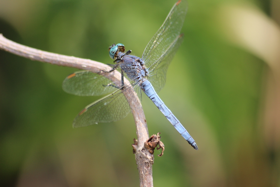 Orthetrum coerulescens - karcsú pásztorszitakötő