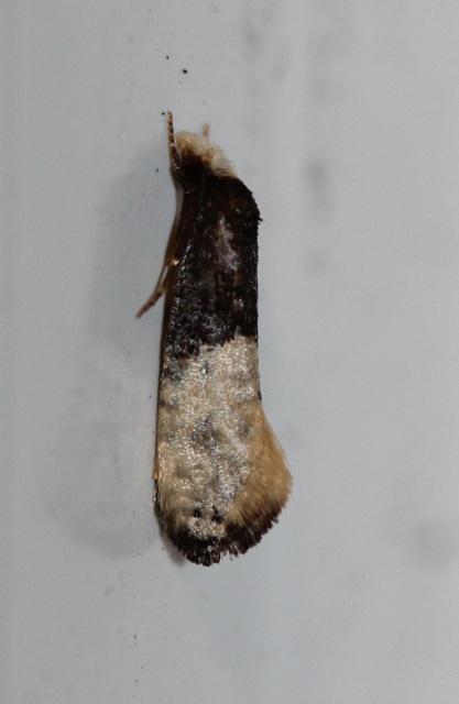 Trichophaga