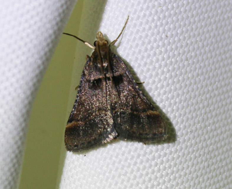Stemmatophora brunnealis - barna fényilonca
