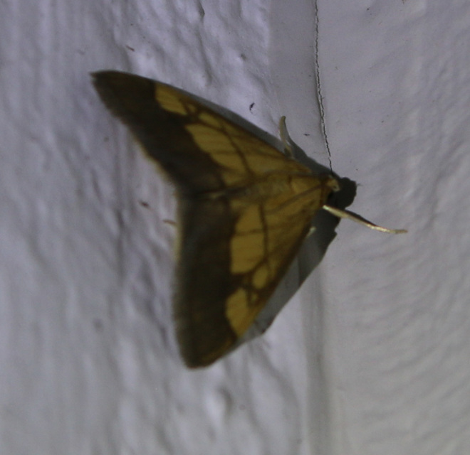 Evergestis limbata - közönséges dudvamoly