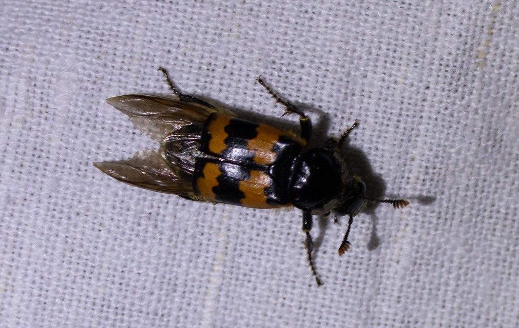 Nicrophorus vespillo - közönséges temetőbogár