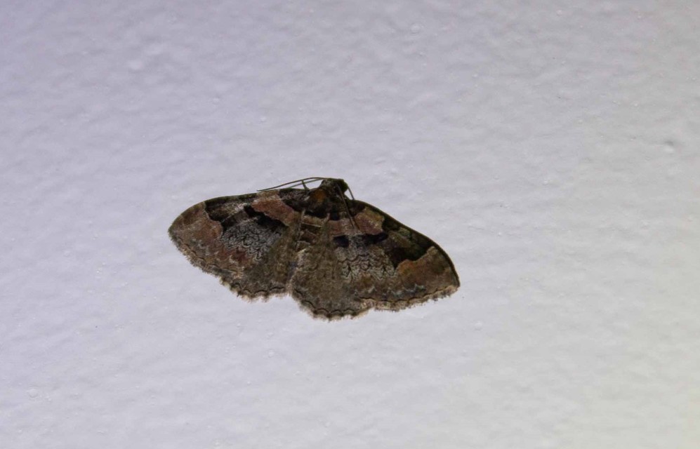 Catarhoe rubidata - piros tarkaaraszoló