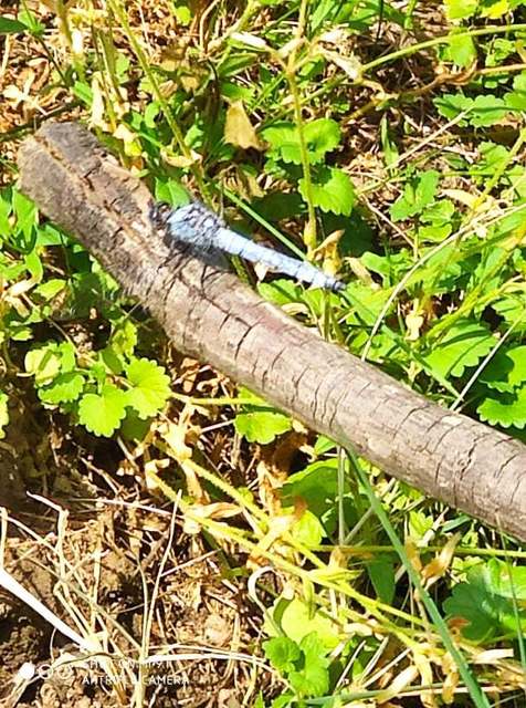 Orthetrum brunneum - pataki pásztorszitakötő
