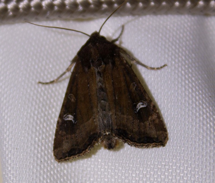 Helotropha leucostigma - mocsári nőszirombagoly