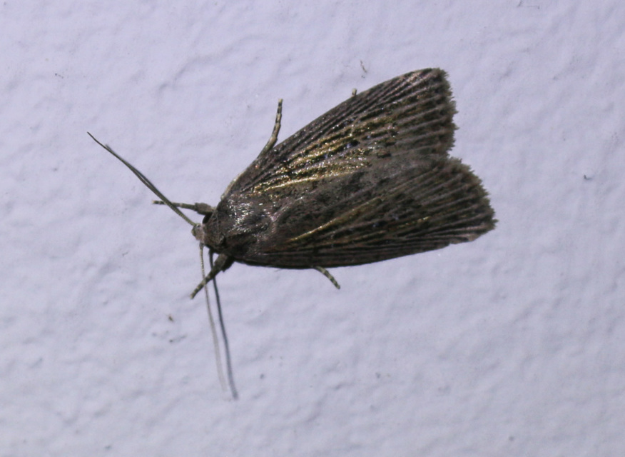 Chilodes maritima - négyfoltos nádibagoly