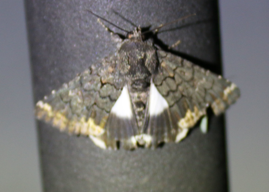 Catephia alchymista - fekete övesbagoly