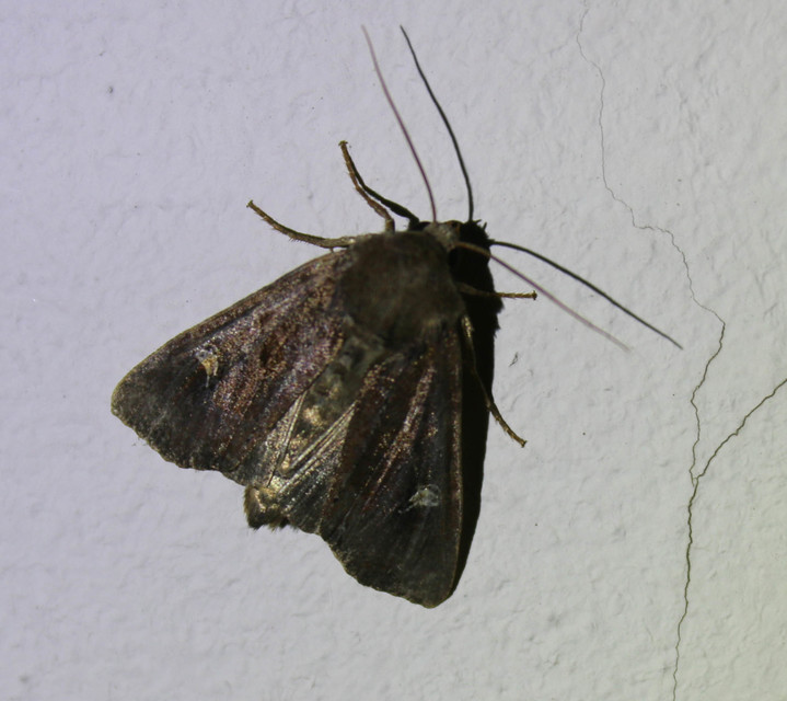 Helotropha leucostigma - mocsári nőszirombagoly
