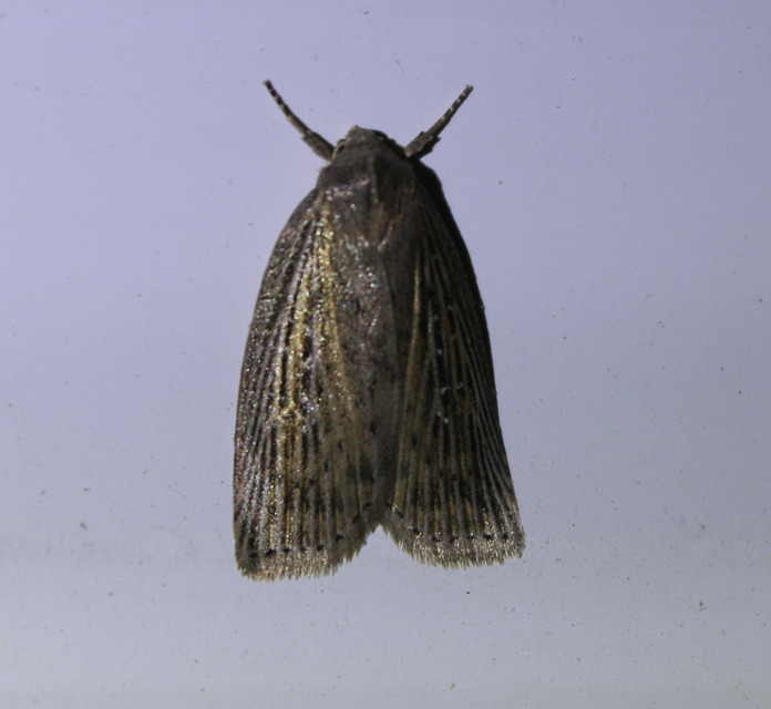 Chilodes maritima - négyfoltos nádibagoly