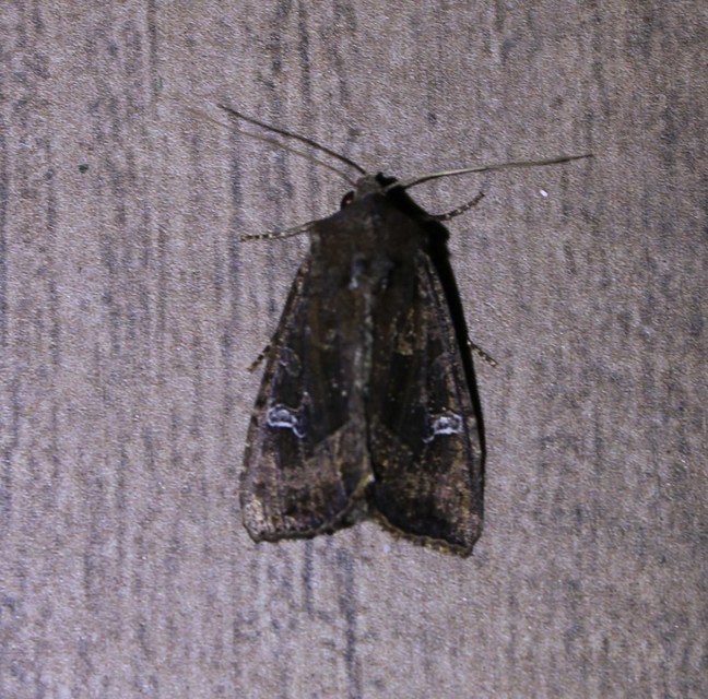 Helotropha leucostigma - mocsári nőszirombagoly