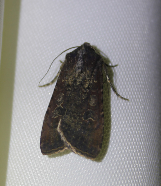 Peridroma saucia - vándor földibagoly