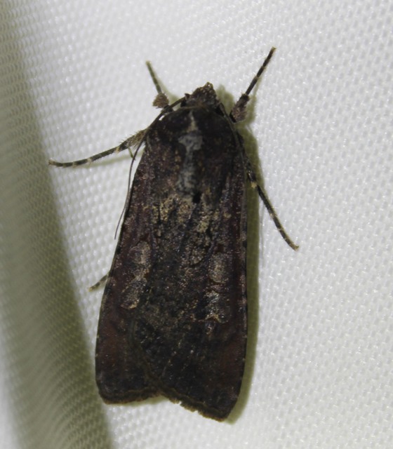 Peridroma saucia - vándor földibagoly