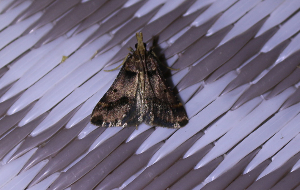 Stemmatophora brunnealis - barna fényilonca