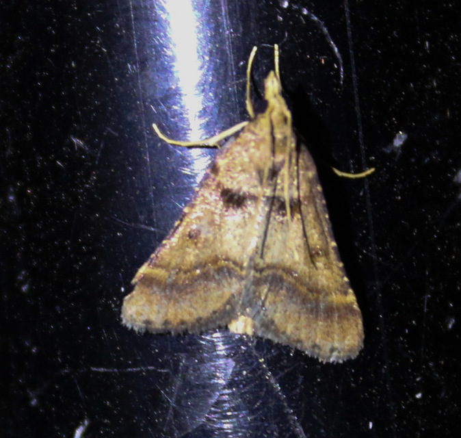 Stemmatophora brunnealis - barna fényilonca