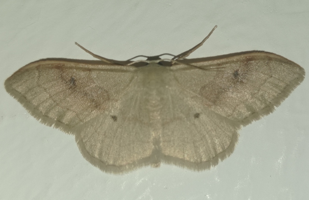 Idaea rubraria - vörössávos araszoló
