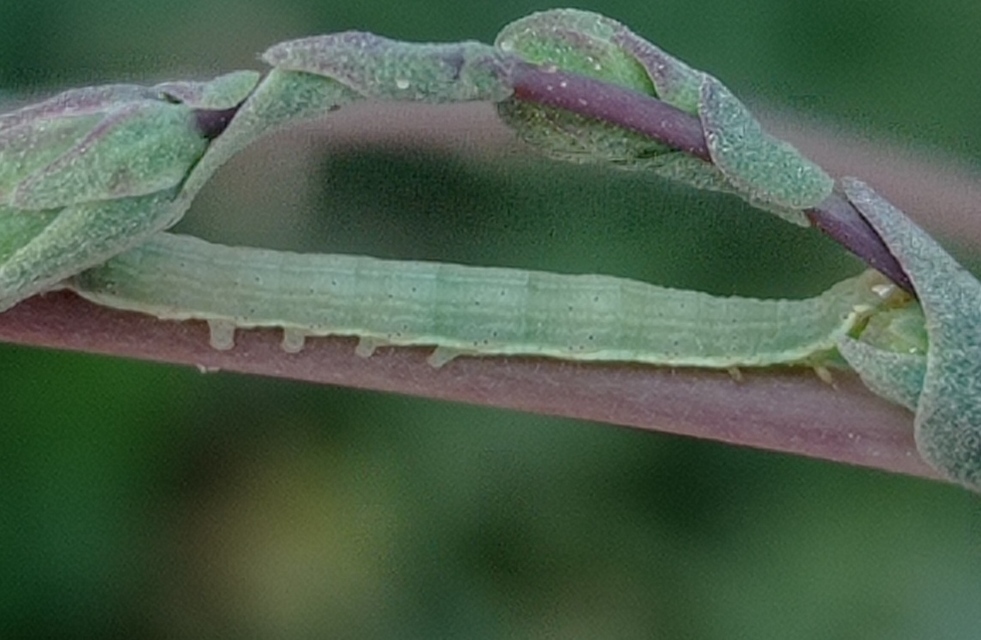 Hecatera dysodea - parajbagoly