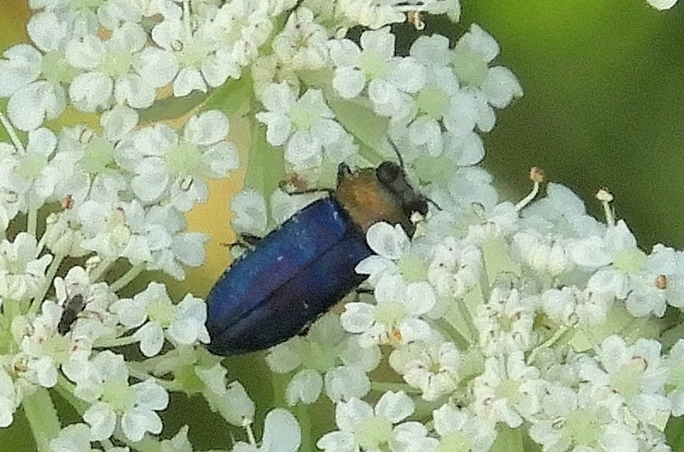 Anthaxia nitidula - ragyogó virágdíszbogár