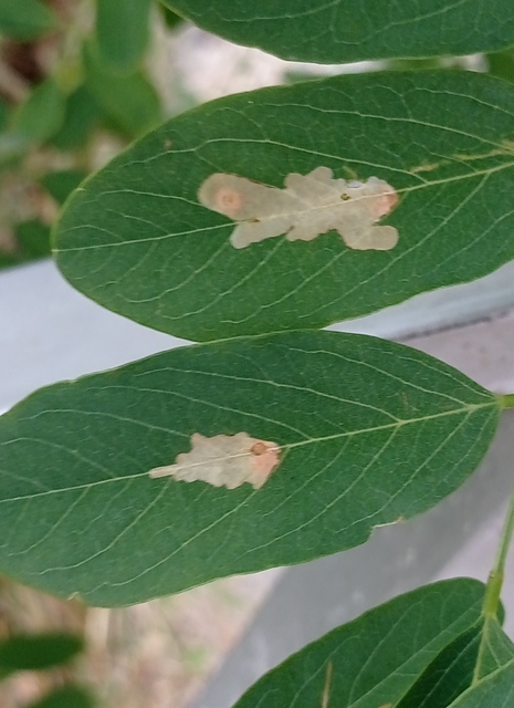 Parectopa robiniella - akáclevél-hólyagosmoly