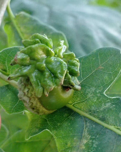 Andricus quercuscalicis - suskagubacsdarázs