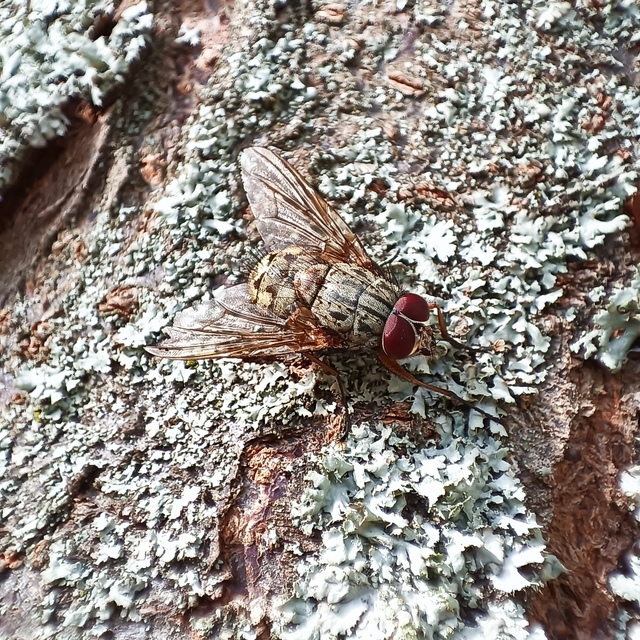 Phaonia valida