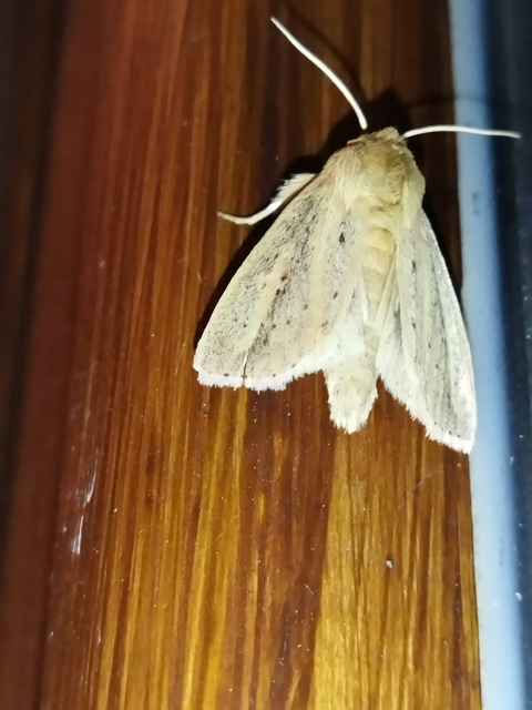 Globia sparganii - nagy nádibagoly