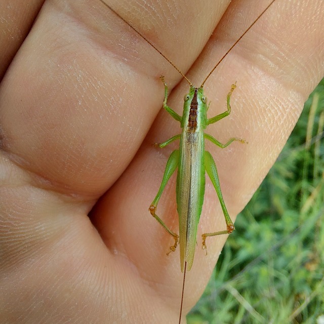 Conocephalus fuscus - kis kúpfejűszöcske