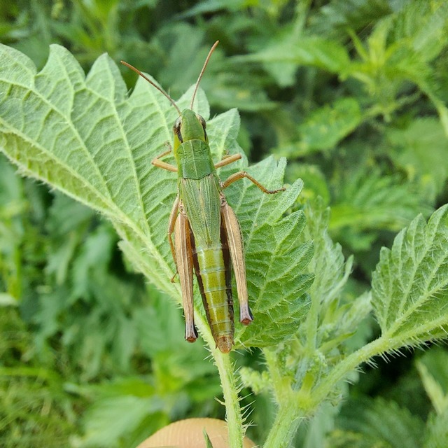 Pseudochorthippus parallelus - közönséges rétisáska