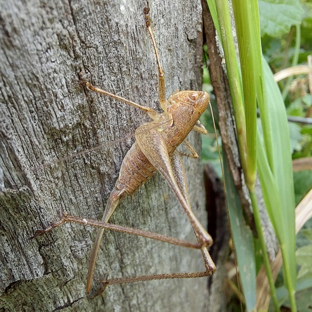Rhacocleis germanica - német szöcske