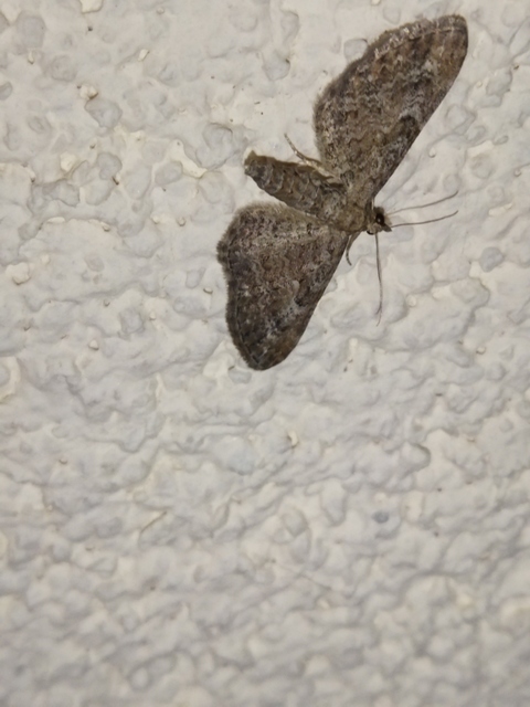 Eupithecia millefoliata - cickafark-törpearaszoló