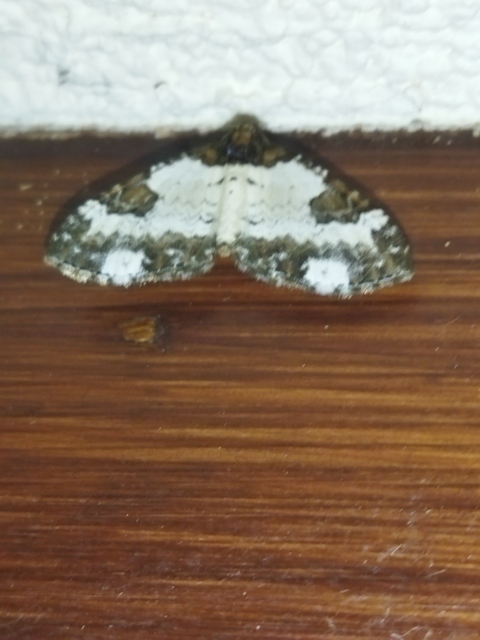 Melanthia procellata - hullámos tarkaaraszoló