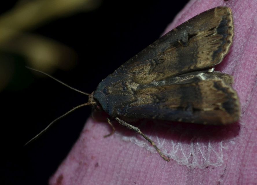 Agrotis ipsilon - nagy földibagoly