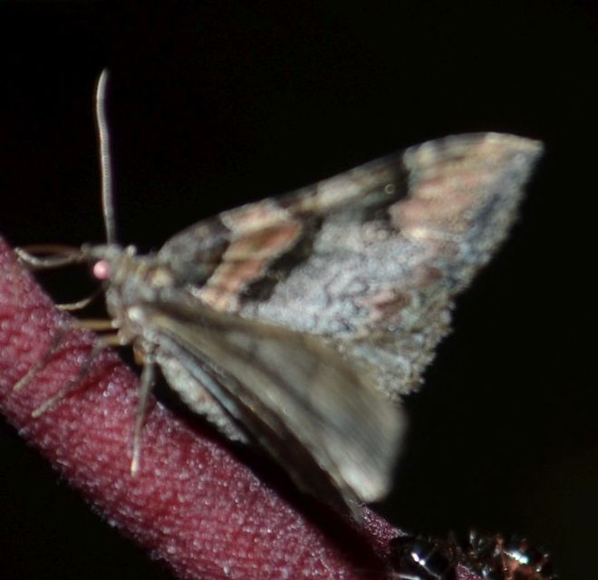 Catarhoe rubidata - piros tarkaaraszoló