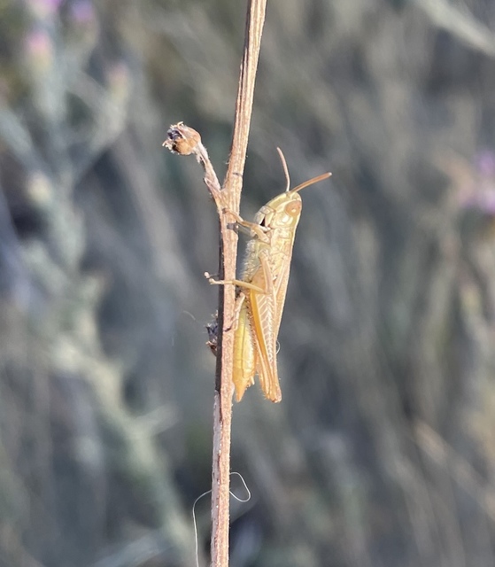 Euchorthippus declivus - rövidszárnyú rétisáska