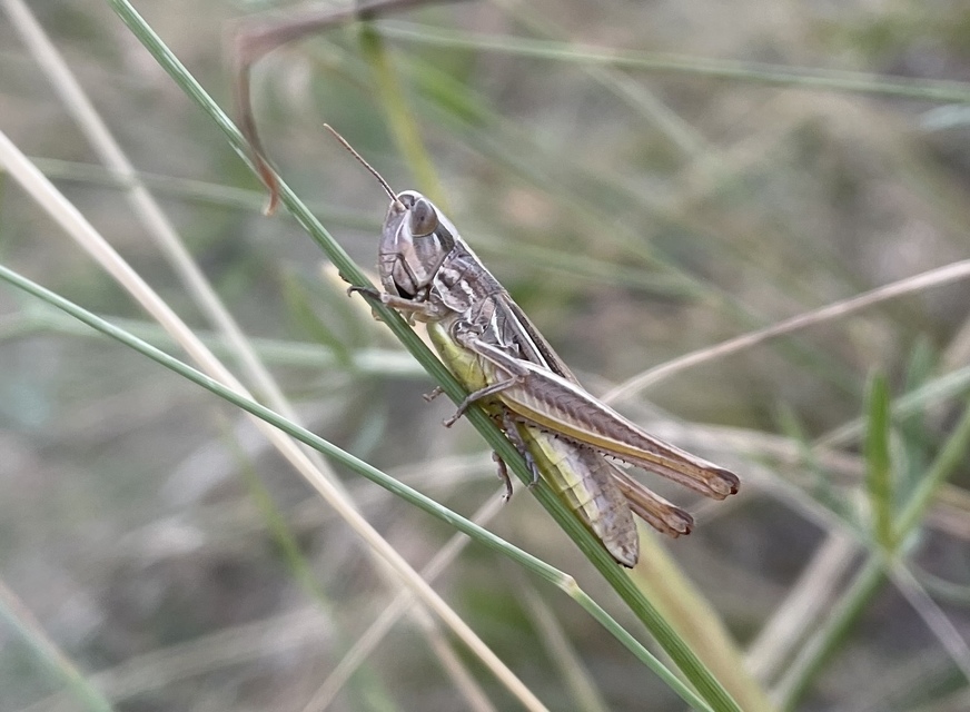 Euchorthippus declivus - rövidszárnyú rétisáska