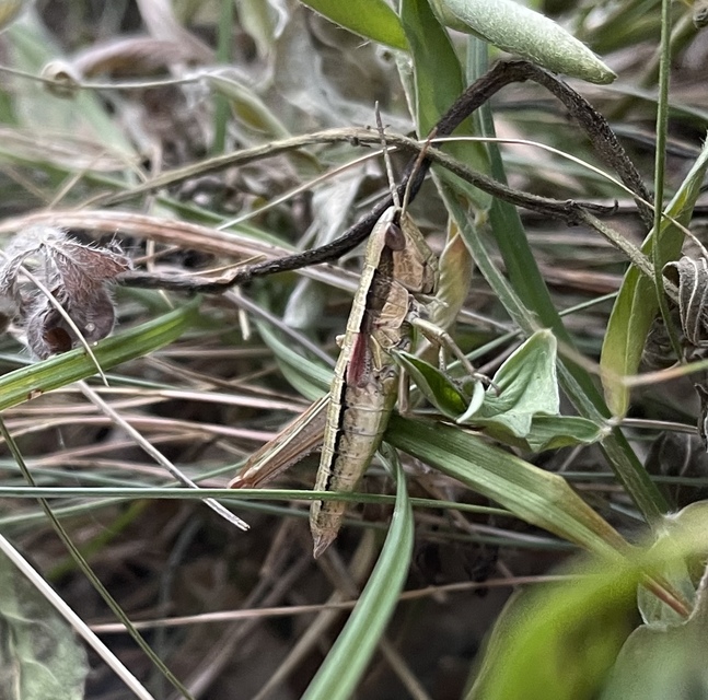Euthystira brachyptera - smaragdzöld sáska