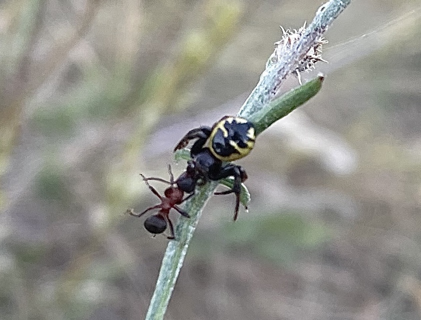 Synema globosum/ornatum