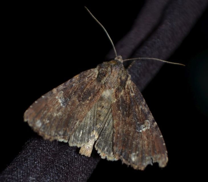 Apamea aquila - lápi dudvabagoly