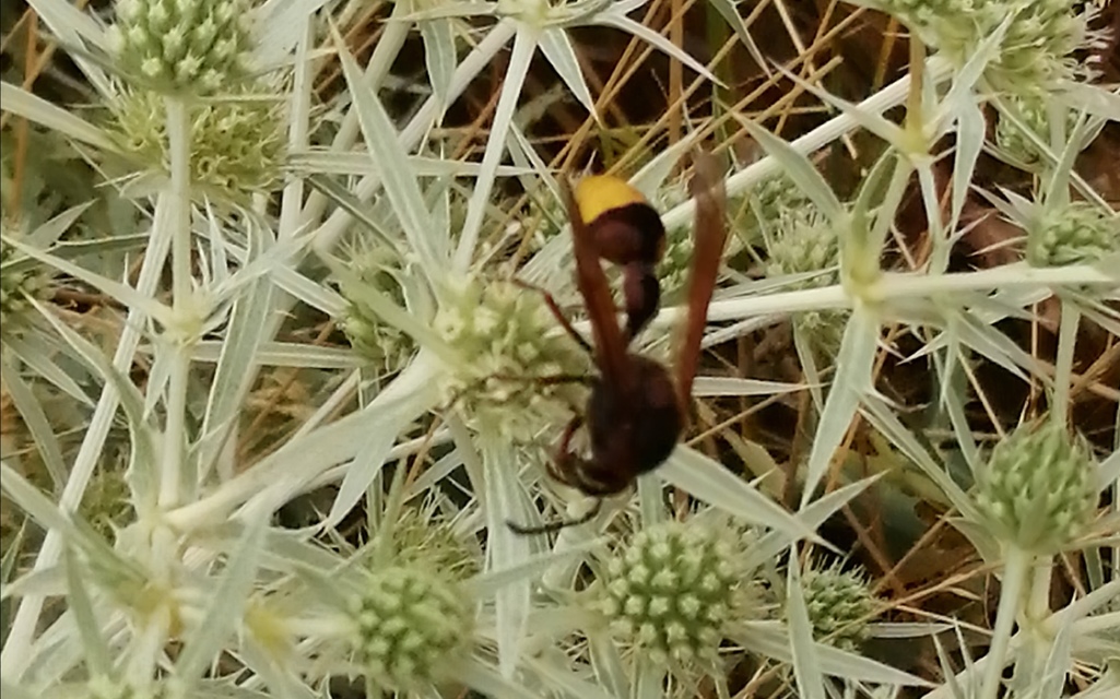 Delta unguiculatum