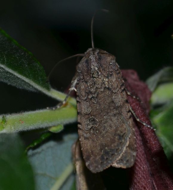 Peridroma saucia - vándor földibagoly