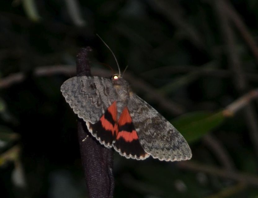 Catocala elocata - közönséges övesbagoly