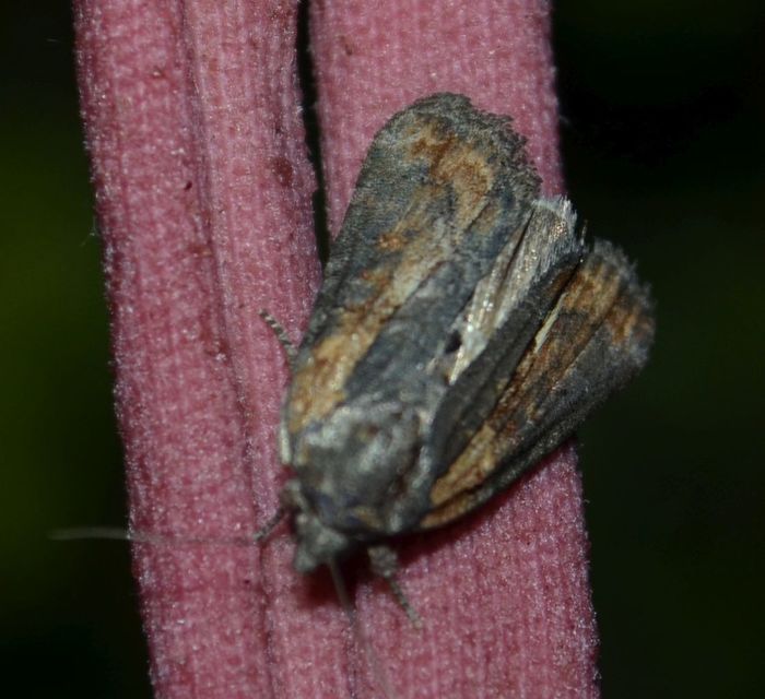 Bryophila raptricula/felina