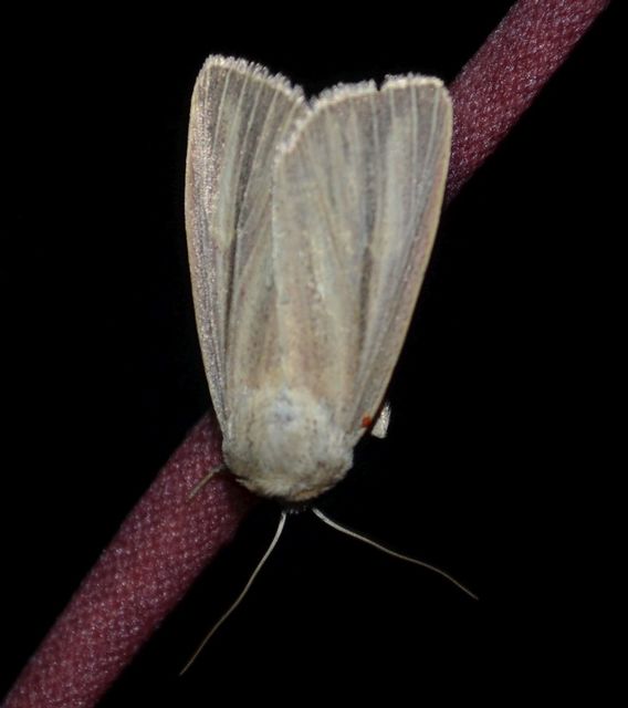 Mythimna pudorina - vörös rétibagoly