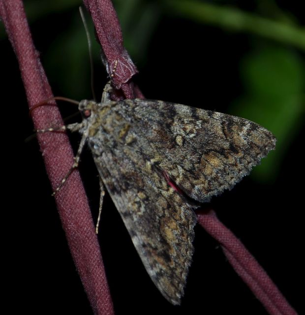 Catocala sponsa - tölgyfa-övesbagoly
