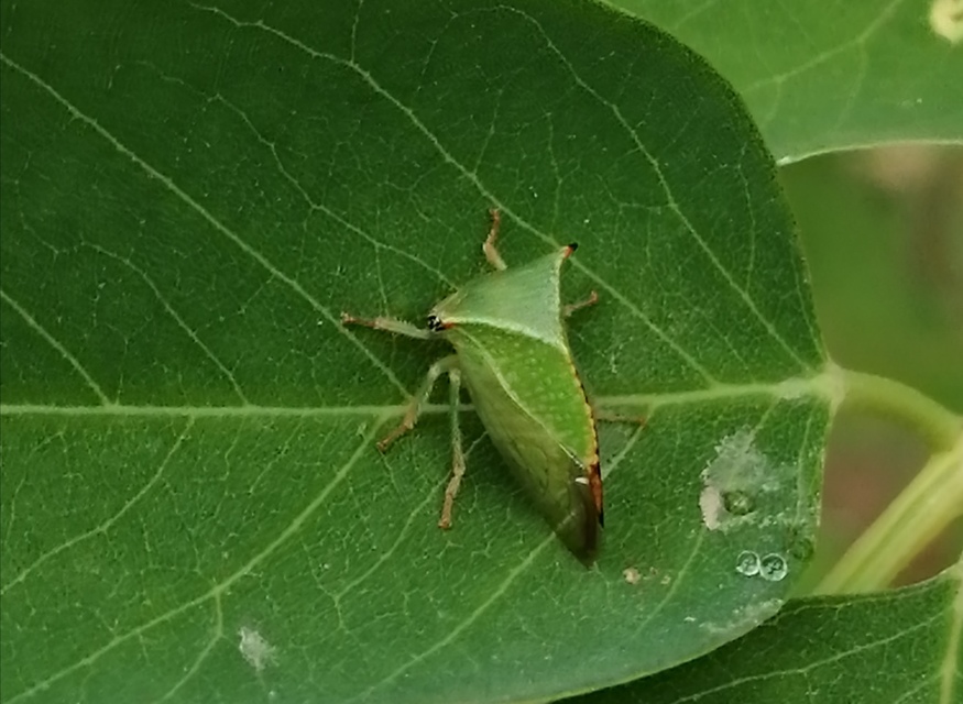 Stictocephala bisonia - bivalykabóca